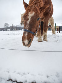 Brown horse with long winter mane flutters in wind on the snow covered field in winter and clouds