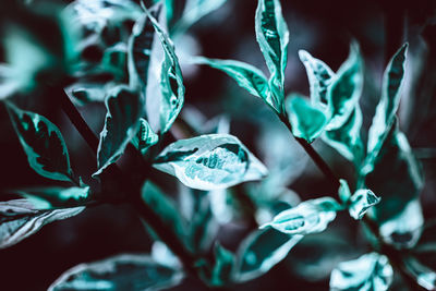 Close-up of green plant leaves