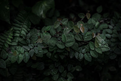 Close-up of raindrops on leaves