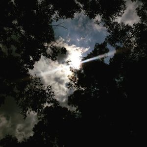 Low angle view of trees against sky