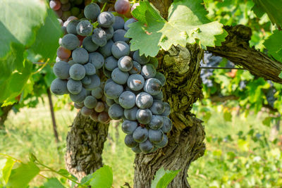 Bunches of dark black ripe grape on green leaf in harvest season, planting in organic vineyard farm