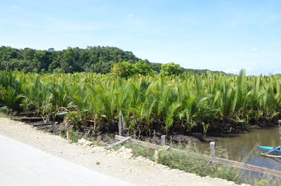 View of trees on landscape