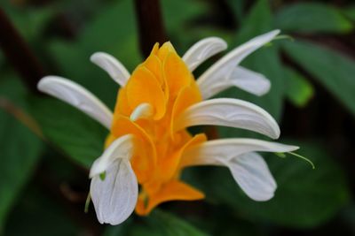 Close-up of flower blooming outdoors