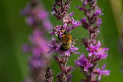 Close-up of bee on purple flower