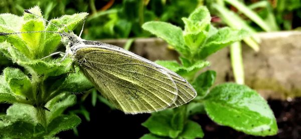 Close-up of butterfly on leaves