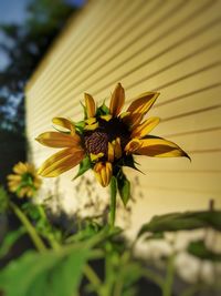 Close-up of yellow flowering plant