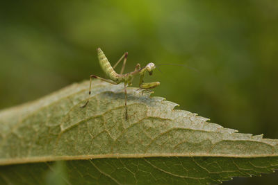 Close-up of insect on leaf