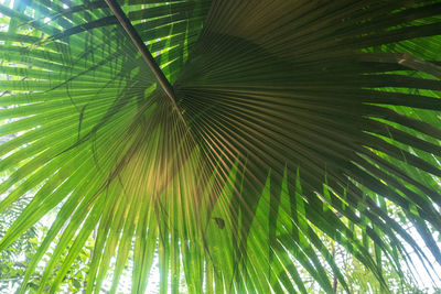 Full frame shot of palm tree leaves