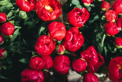 Close-up of peonies