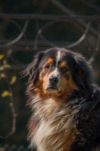 Close-up portrait of a dog