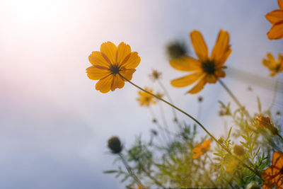 Close-up of yellow flowering plant against sky