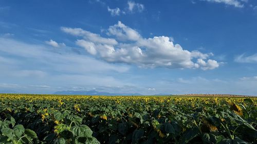 Full frame shot of oilseed rape field