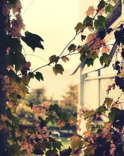 Low angle view of flowering plants on tree