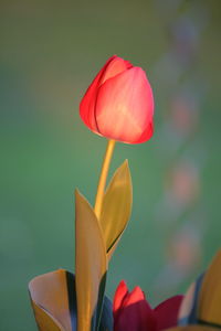 Close-up of red tulip