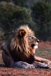 Portrait of a male lion resting