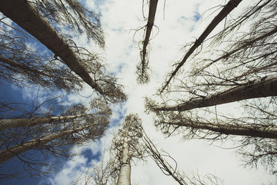 Low angle view of trees against sky