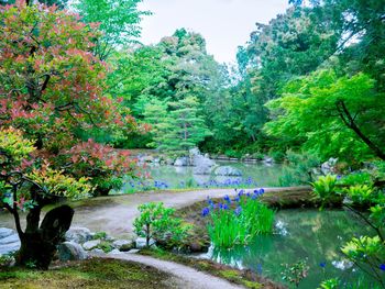 Scenic view of trees by plants