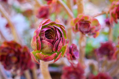 Black rose aeonium desert plant