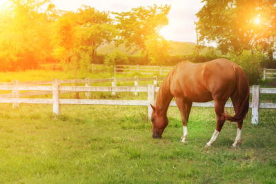 Horse grazing in field