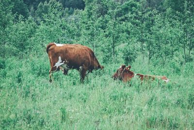 Cows in a field