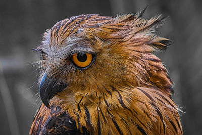 Close-up of a bird