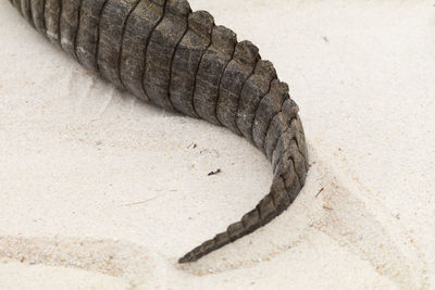 High angle view of alligator tail on sand