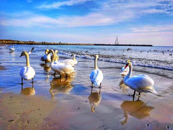 Flock of birds in lake