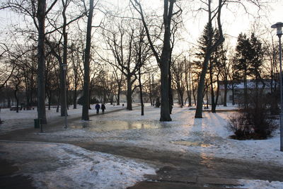 Bare trees in park during winter
