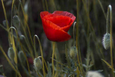 Close-up of red rose bud on field