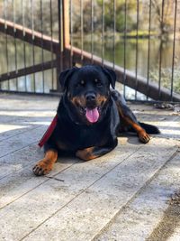 Portrait of black dog