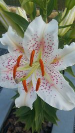 Close-up of white flower