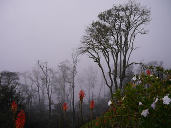 Trees growing on landscape against sky