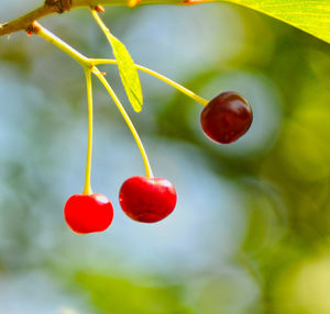 Close-up of red berries growing on tree