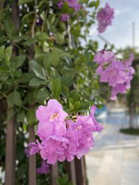 Close-up of pink flowering plant