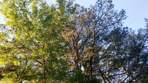 Low angle view of trees against sky