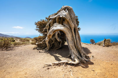 Driftwood on beach against blue sky