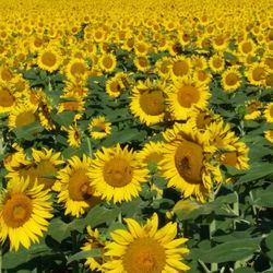 Full frame shot of sunflower field