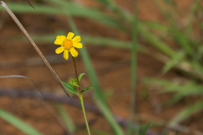 Close-up of insect on yellow flower