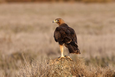 Bird perching on a field