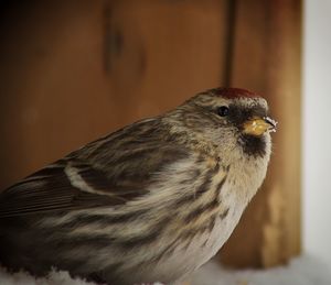 Close-up of bird on snow covered field