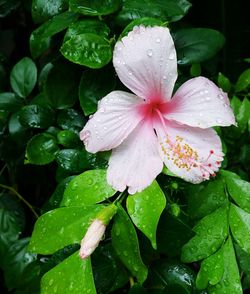 Close-up of wet flower blooming outdoors
