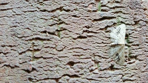 Full frame shot of textured surface