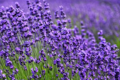 Close-up of purple flowering plants on field