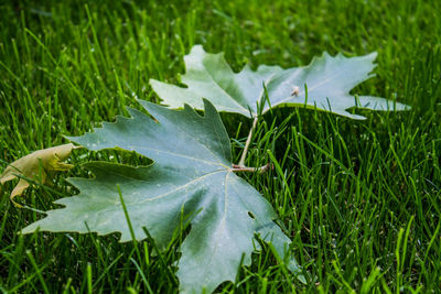 Close-up of fresh green grass in field