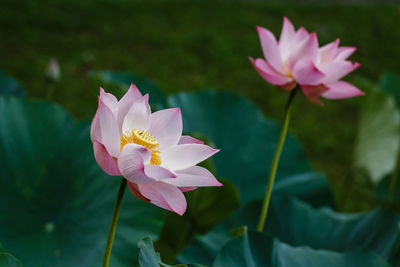 Close-up of pink lotus water lily blooming outdoors