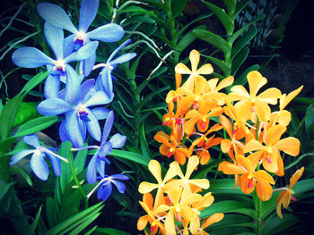 Close-up of blue flowers blooming outdoors