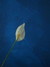 Close-up of white flowers