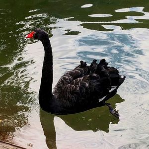 High angle view of black swan swimming in lake