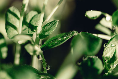 Close-up of wet plant leaves