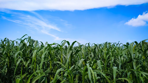 Plants of millet on the field against the blue sky with white clouds.the concept of growing crops